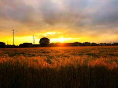梅雨入り一瞬の光芒