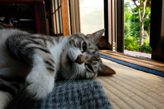 じゃましないでよ