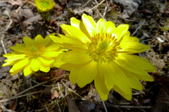 春に顔を出す。