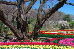 柳の木の下を彩ります。