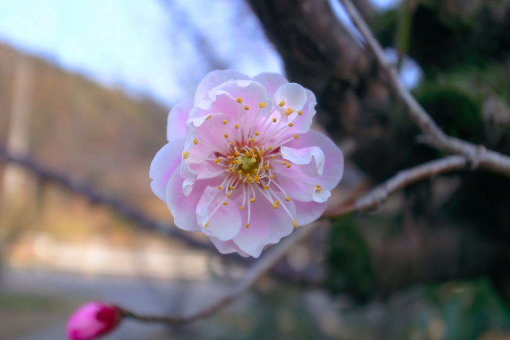 ピンクの梅花