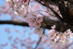 桜１