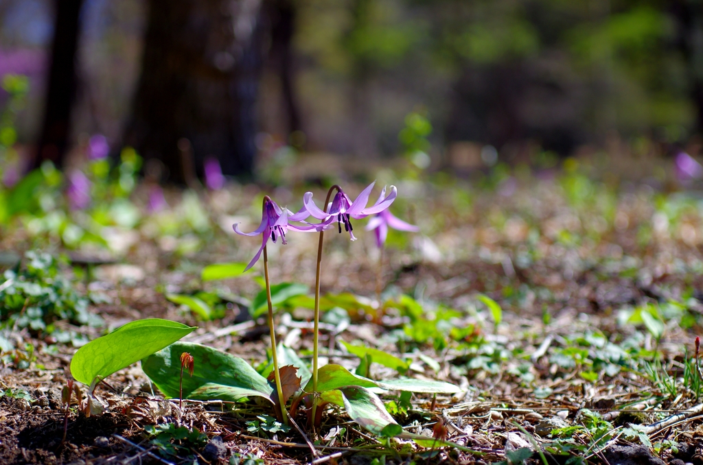 カタクリ咲く早春