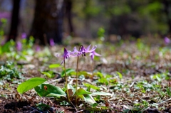 カタクリ咲く早春