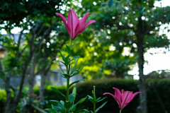 我が家に咲く百合です。