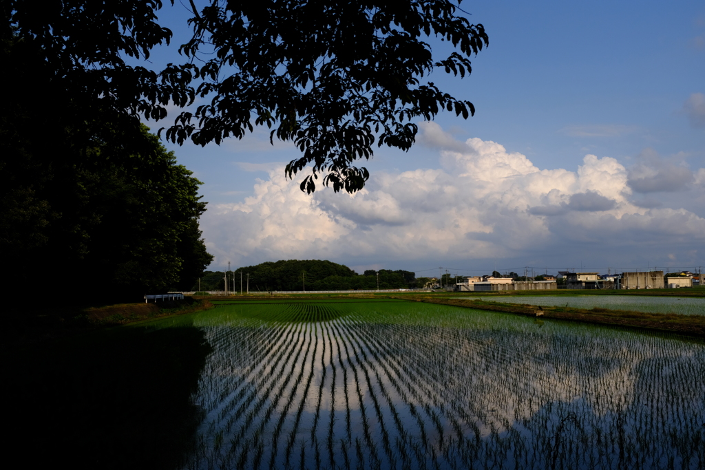 田んぼのある風景２