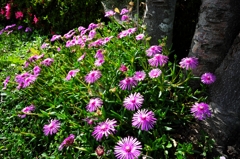 コーヒー館花壇２