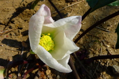 今クリスマスローズ