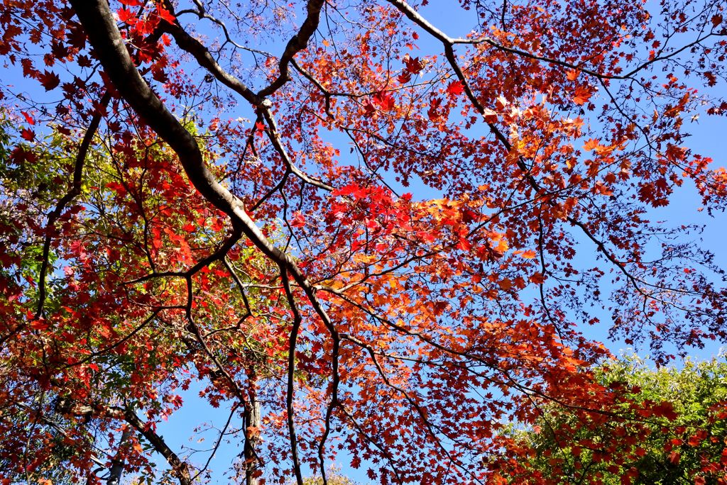 山の紅葉３