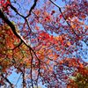 山の紅葉３