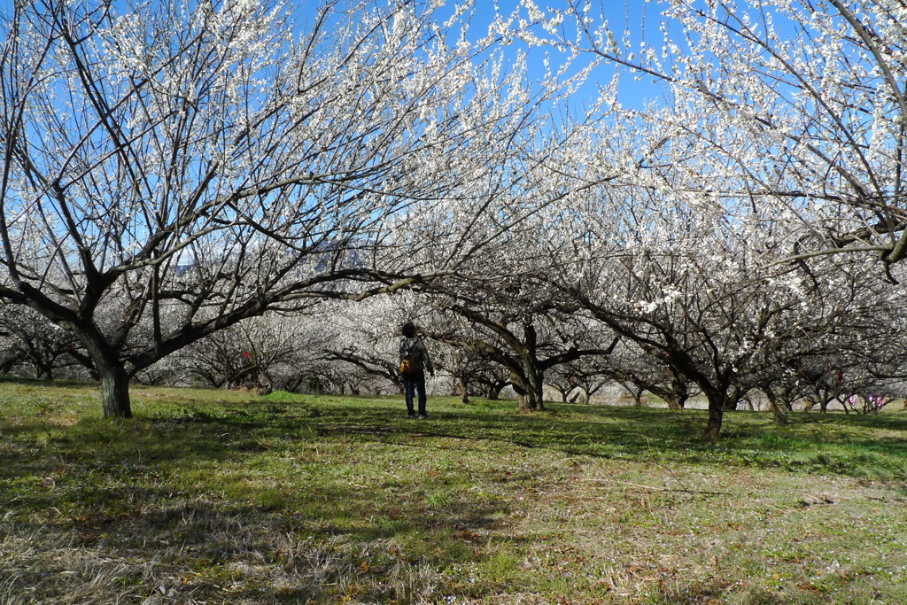 榛名の梅2