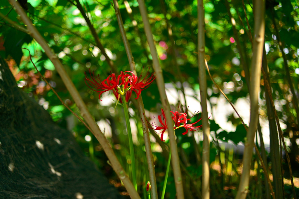 誰も見てくれなくても頑張って咲いて