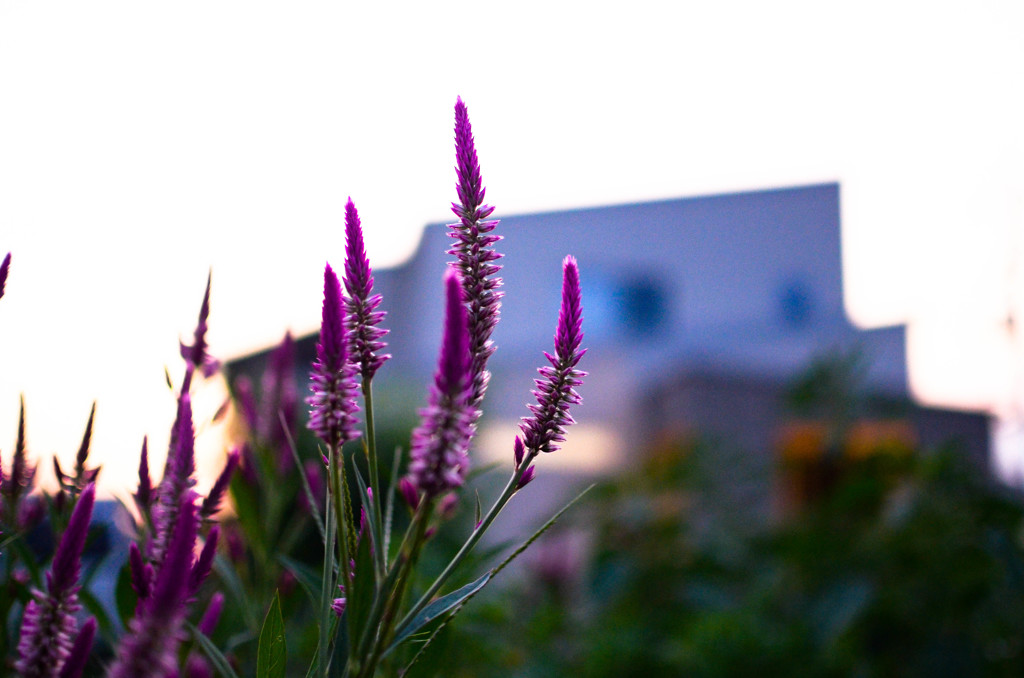 溶けそうな夏の午後