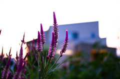 溶けそうな夏の午後