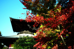 鑁阿寺の紅葉