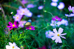 台風後のコスモス２