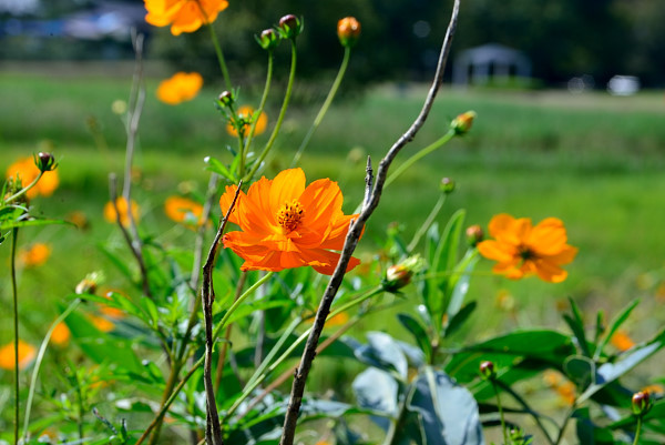 夏の花キバナまだまだ