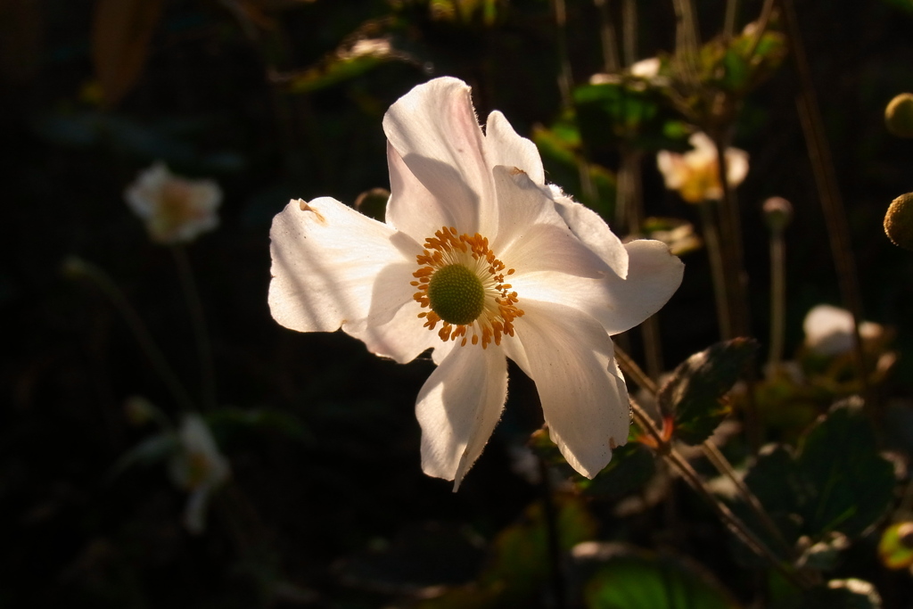 晩秋庭の花２