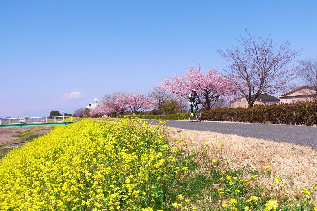 サイクリングロードの春風