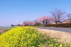 サイクリングロードの春風