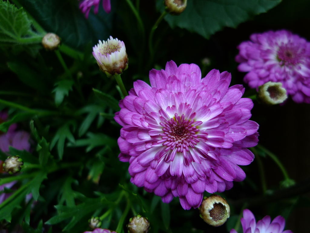 庭の草花２