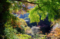 行道山の紅葉