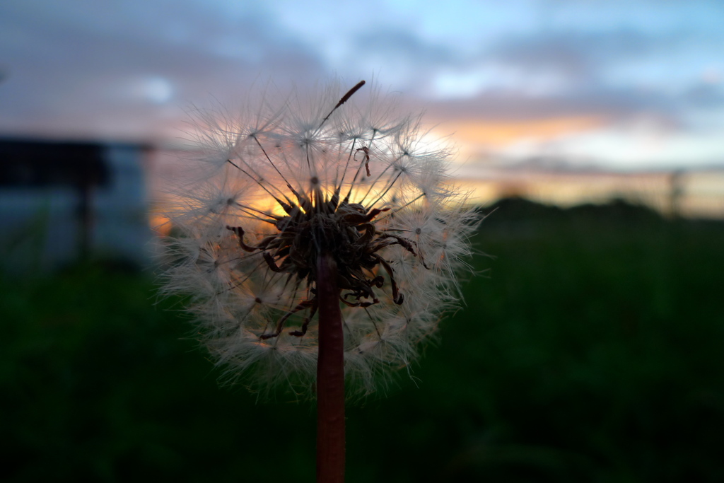 タンポポの観覧車