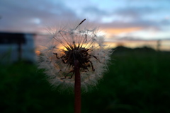 タンポポの観覧車