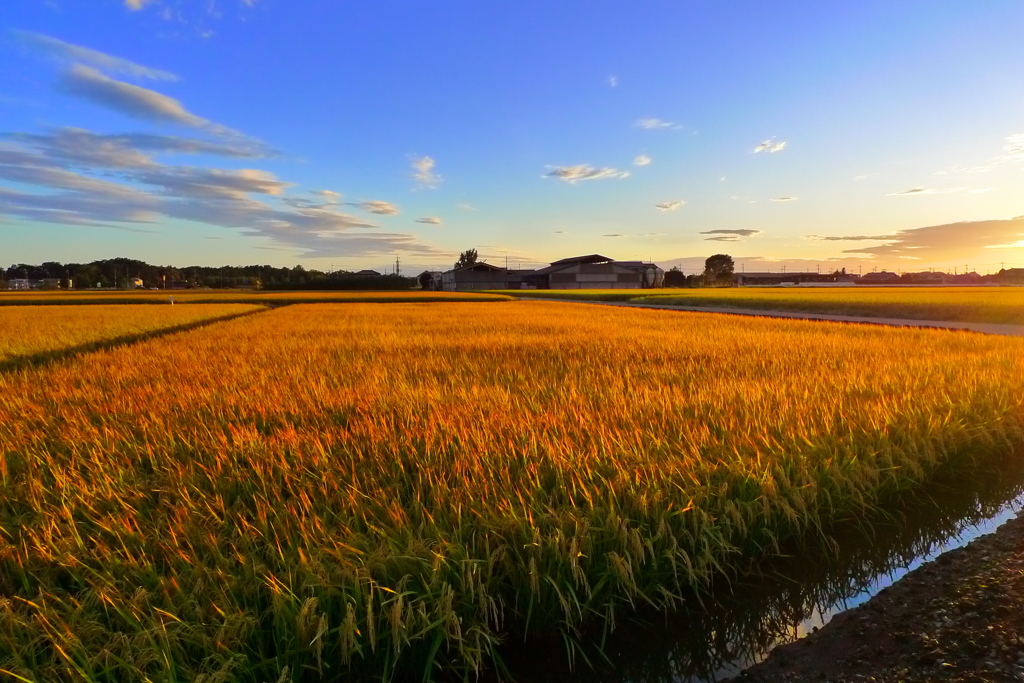 台風19号後の稲穂
