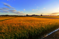 台風19号後の稲穂