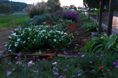 夕闇の花壇