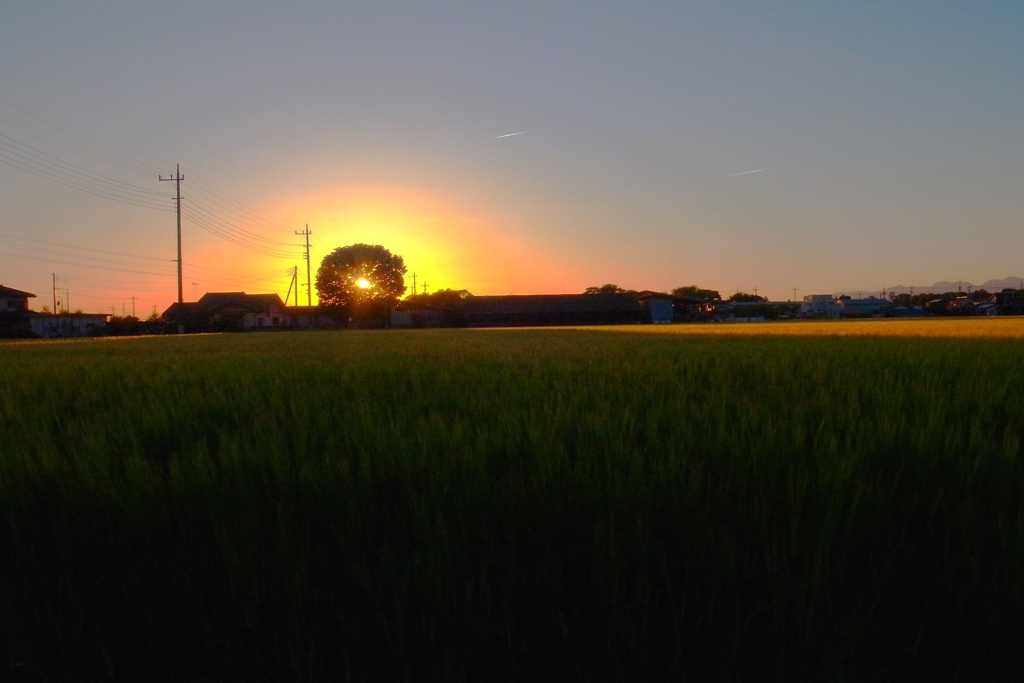 夕日のブルーグラス