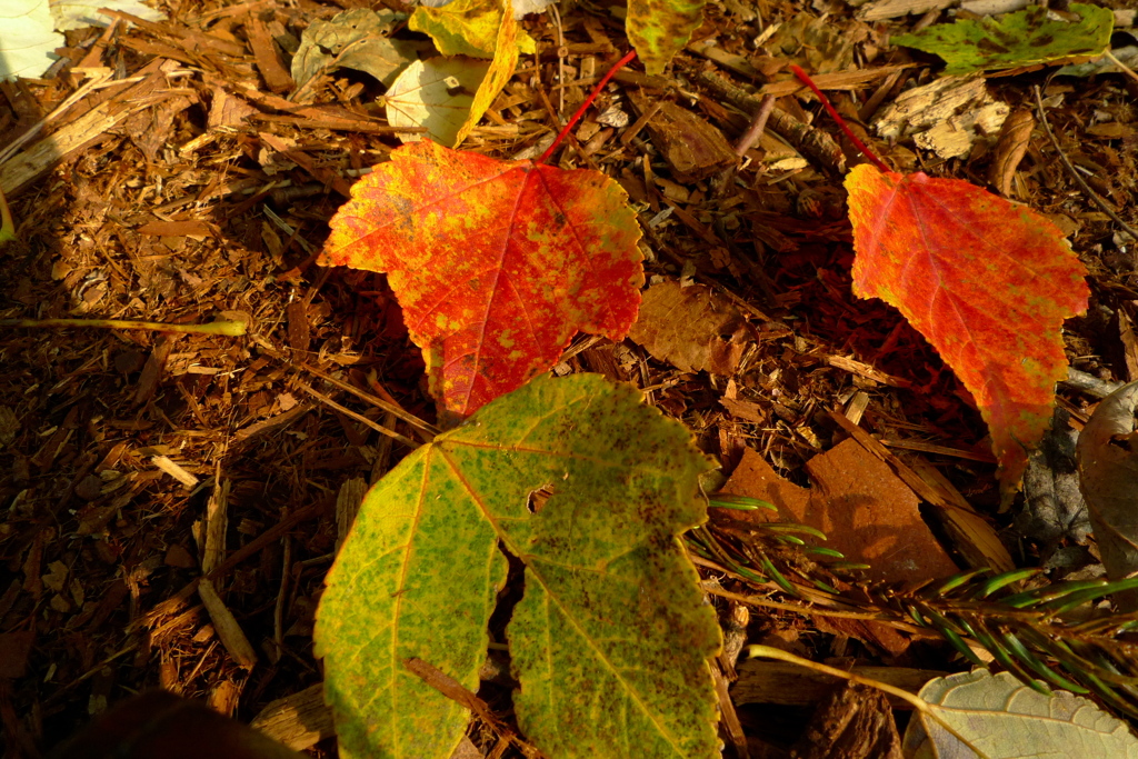 紅葉はまだまだ