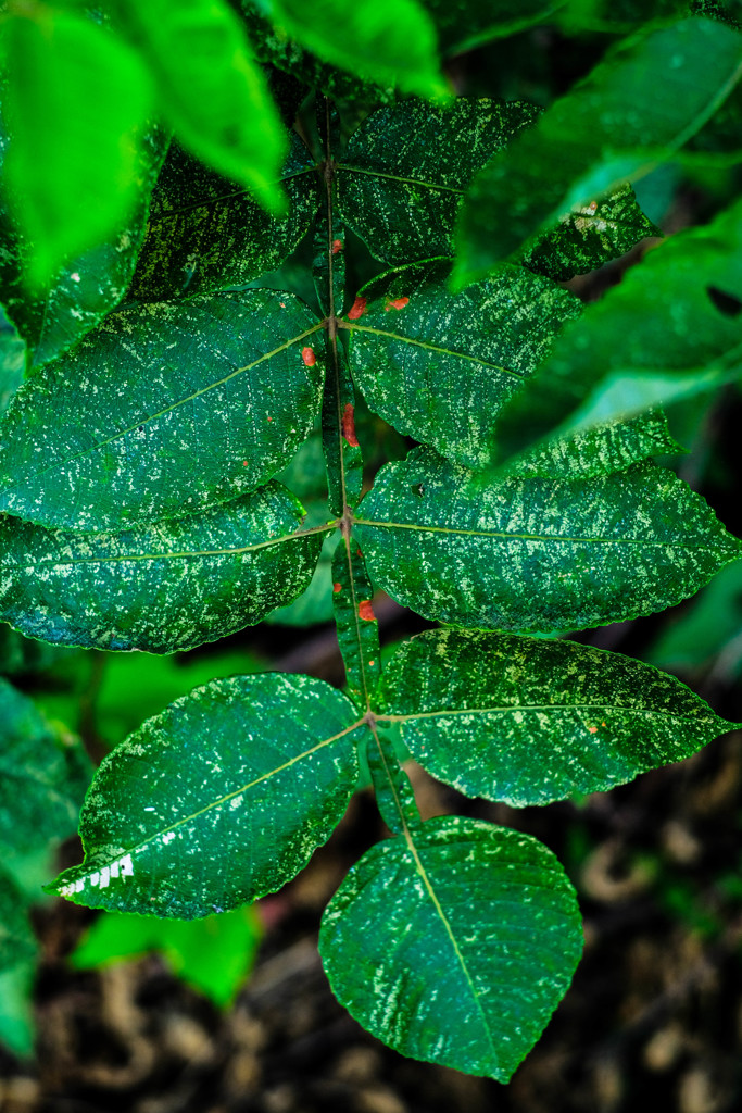 夏の季節に似合う