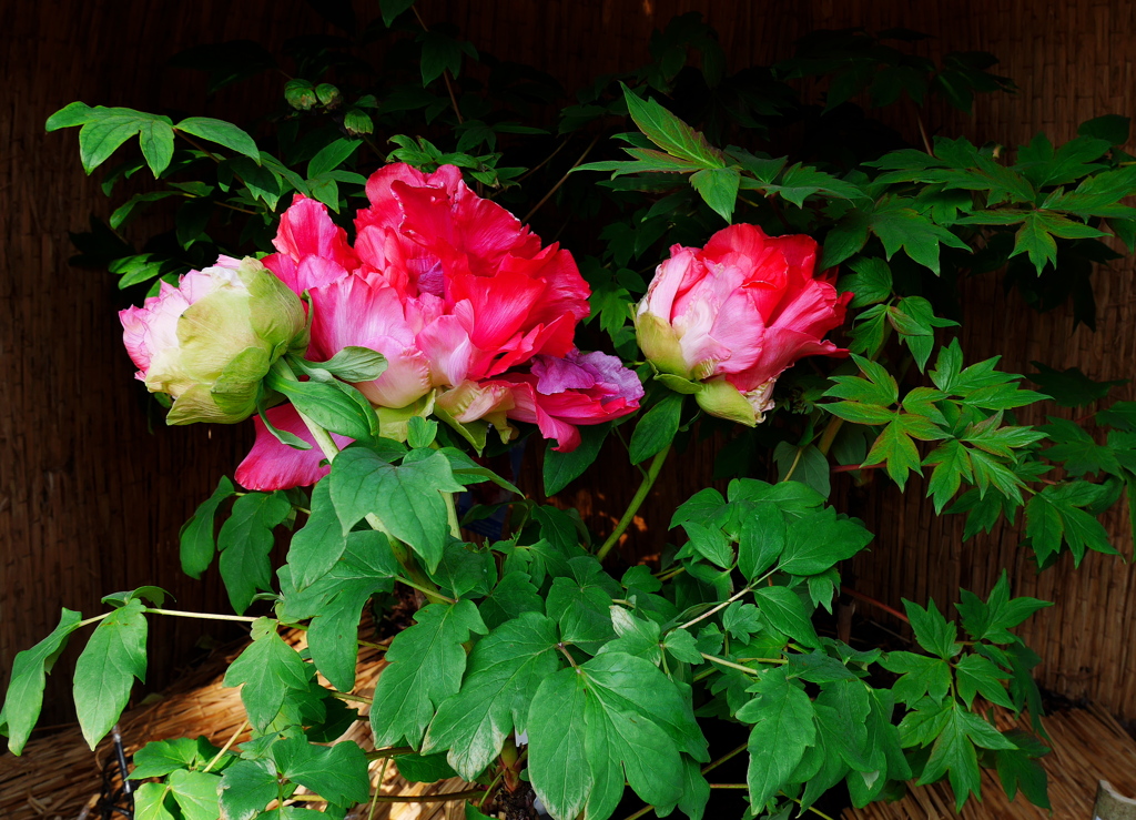 時にかなって麗しい