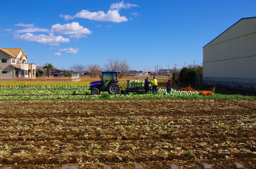 キャベツの収穫