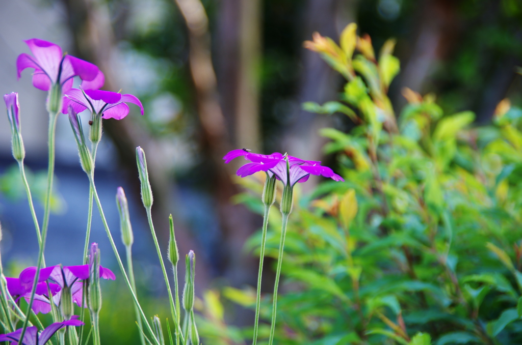 ５月庭の花２