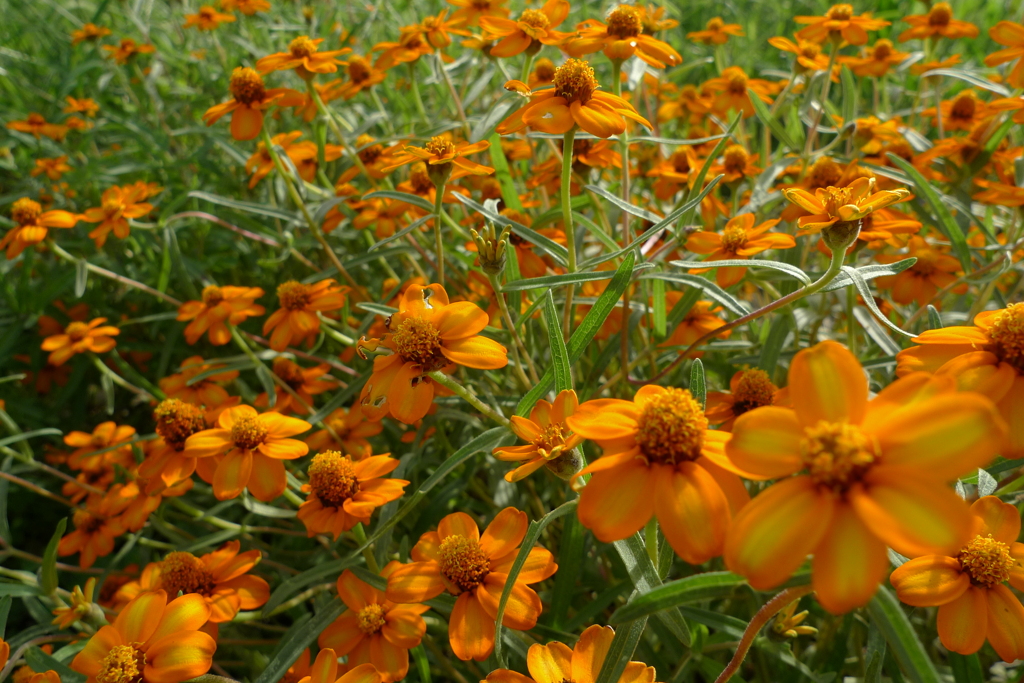台風なんのその