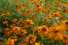 台風なんのその