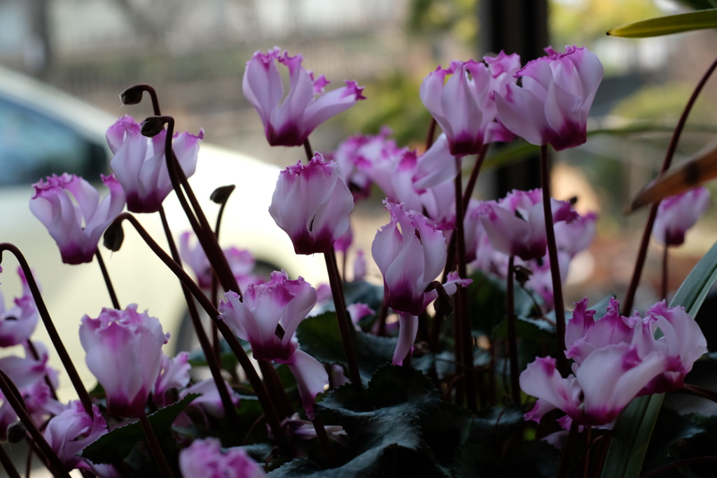 窓辺のシクラメン