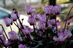 窓辺のシクラメン