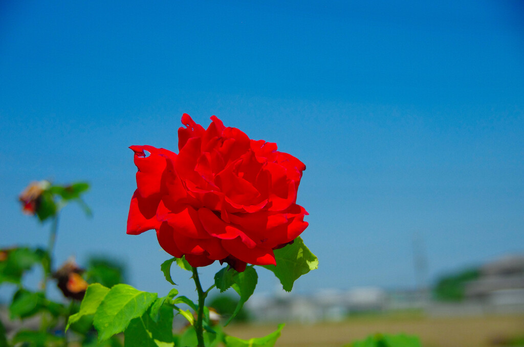 赤いバラ咲いていた