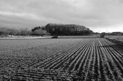 里山に木枯らし