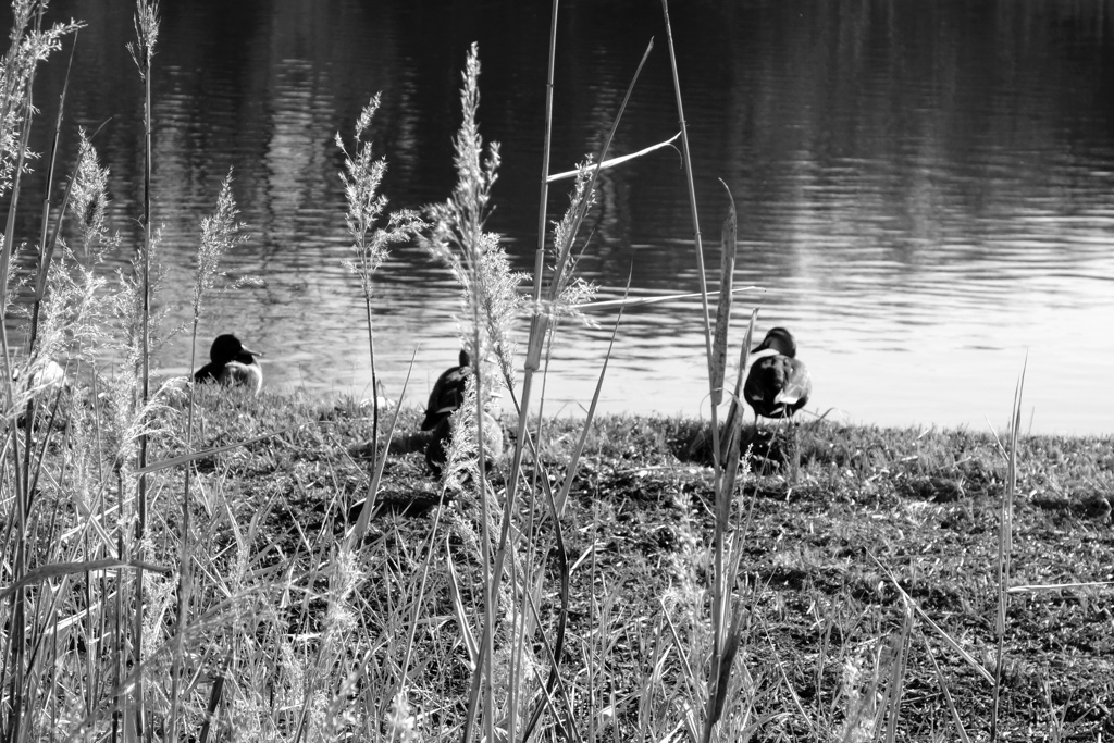 R4大晦日の散歩