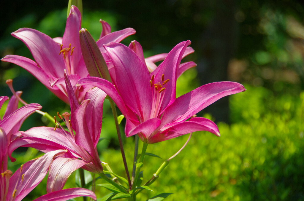 食後に愛でたゆりの花