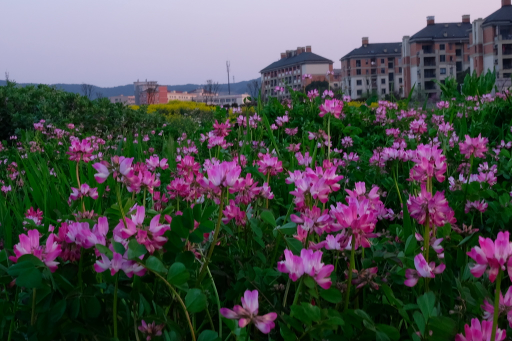 レンゲの咲く風景