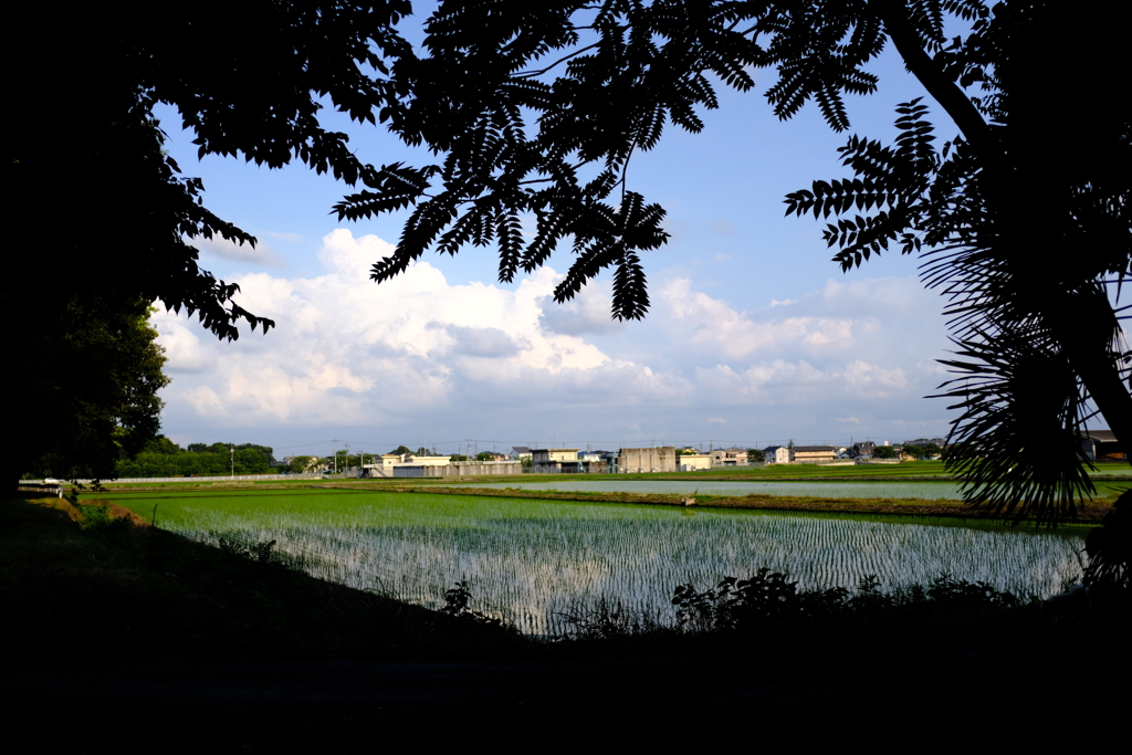 田んぼのある風景