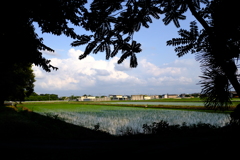 田んぼのある風景