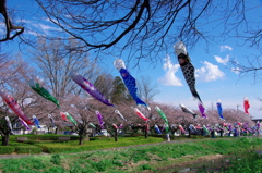 茂林寺公園の桜と鯉のぼり