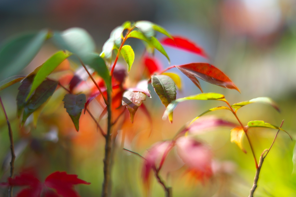 小盆栽秋色紅葉